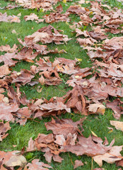 Autumn fallen maple dry leaves in green grass in the park. British Columbia/Canada. Selective focus, nobody, concept photo autumn.