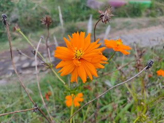 orange cosmos flower and dried flower