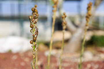 Fruits of asphodelus