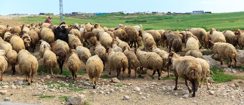 Herd of sheep crossing the road
