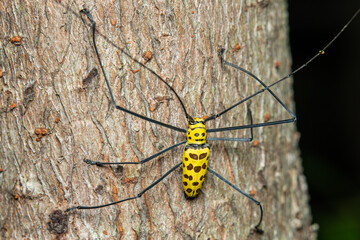 Gerania bosci or Flat faced longhorn beetle on trunk.