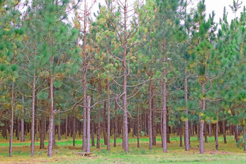 Fototapeta premium Pine tree farm in the country