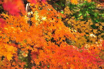 紅葉