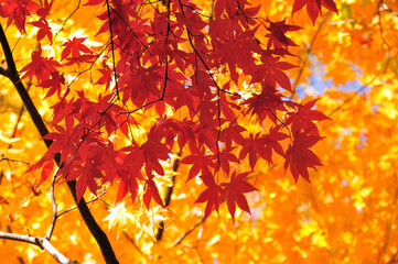 紅葉