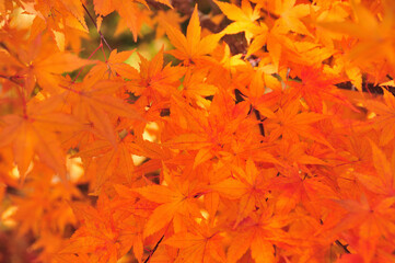 紅葉
