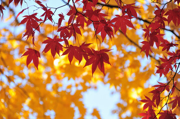 紅葉