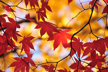 紅葉