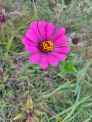 Obraz premium Pink cosmos flower