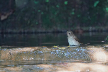 narcissus flycatcher bathing