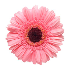 gerbera flower isolated on white background
