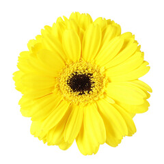 Obraz premium gerbera flower isolated on white background