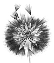 dandelion isolated on white background