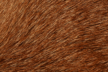 Brown fur full frame for the background