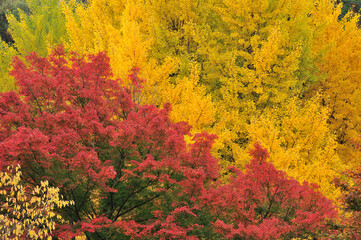 紅葉