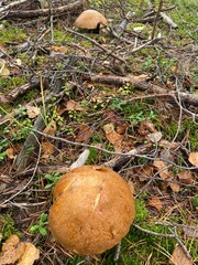 Грибной сезон 