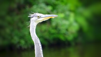 ostrich head close up