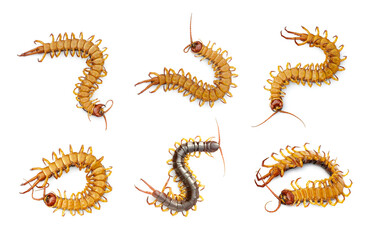 Group of centipedes or chilopoda isolated on white background. Animal. Poisonous animals.