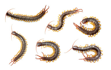 Group of centipedes or chilopoda isolated on white background. Animal. Poisonous animals.