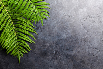 Abstract nature background with fern leaves