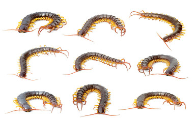 Group of centipedes or chilopoda isolated on white background. Animal. Poisonous animals.