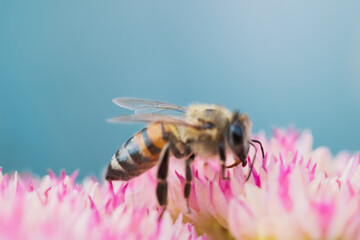 Honey bees collect pollen Spiraea flower. Macro shot.