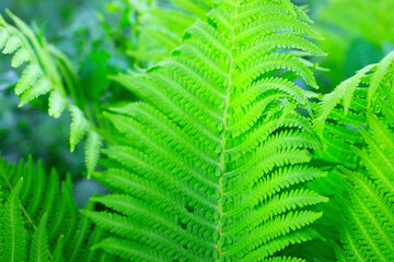 クローズアップのシダの葉