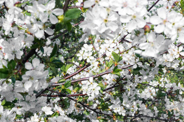 Branches of blossoming apricot macro