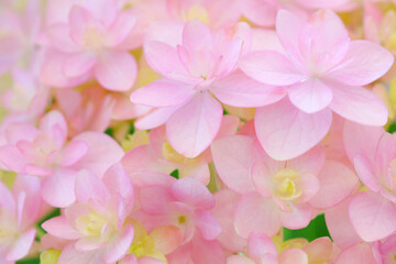 Obraz premium クローズアップしたピンク色のアジサイ