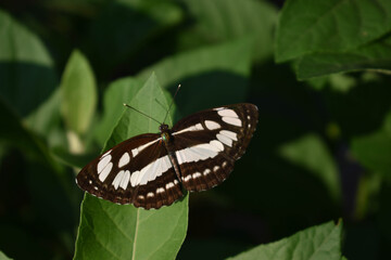 a large black butterfly perched on a bush