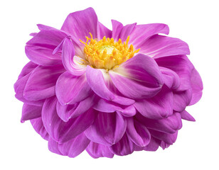 Dahlia flower, Purple dahlia flower isolated on white background, with clipping path