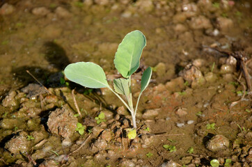the small ripe green cabbage plant seedlings in the garden.