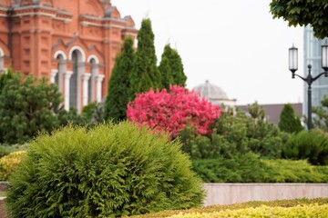 bright fall bushes in a garden