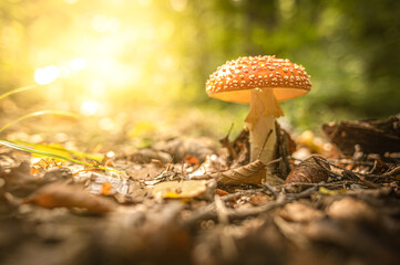 Pilz im Wald