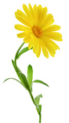 Fototapeta premium Calendula flowers close up isolated
