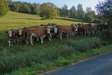Cattle in Bohemia Forest,Plzen Region,Czech republic,Europe
