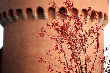 close up view on bright red leaves of autumn tree by Kremlin tree