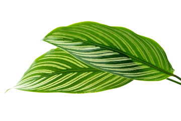 Calathea Vittata leaves, green leaf with white stripes, Tropical foliage isolated on white background, with clipping path