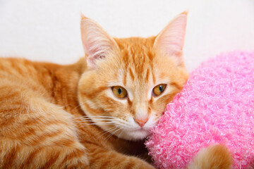 ソファでリラックスする茶トラ猫