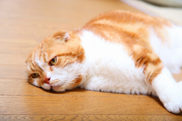 リビングで寛ぐスコティッシュ猫