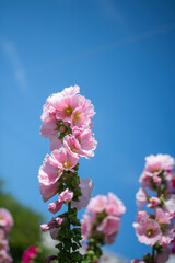 Bright crimson mallow flowers on a blurred background.