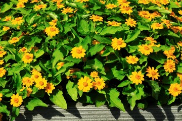 ダ—ルベルグデイ―ジ—の花
