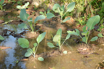 bunch the small ripe green cabbage plant seedlings in the garden.