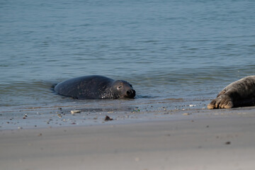 Fototapeta premium One Grey Seal, Halichoerus grypus. Swimming in the sea with head above water. Beach in foreground