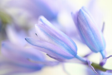 シラー・カンパニュラータ