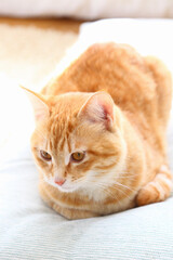 クッションの上でリラックスする茶トラ猫