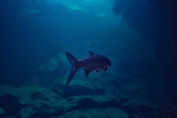 tarpon underwater, large sea fish, tarpon in the wild, fishing underwater photo