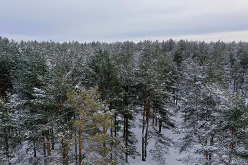 Fototapeta premium top view of a forest in winter, landscape of nature in a snowy forest, aero photo