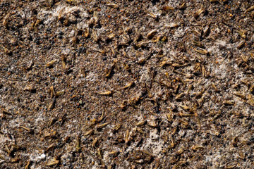 A lod dead mosquitoes on wet sand.