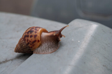 Snail walking on the gray background after the rain,little animal fighting in city