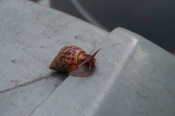 Snail walking on the gray background after the rain,little animal fighting in city